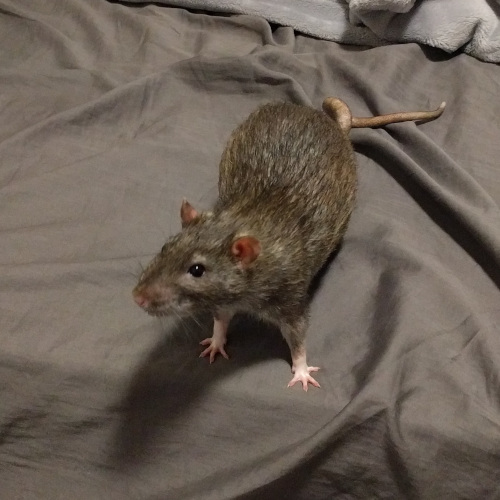 rat